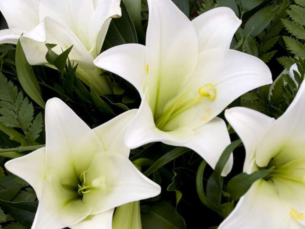 Terri’s Funeral Service
